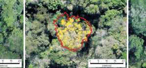 Drones já substituem satélites para mapear árvores e desmatamento no Brasil